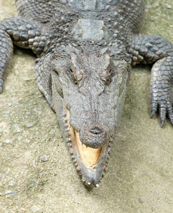 Nahaufnahme Alligator
