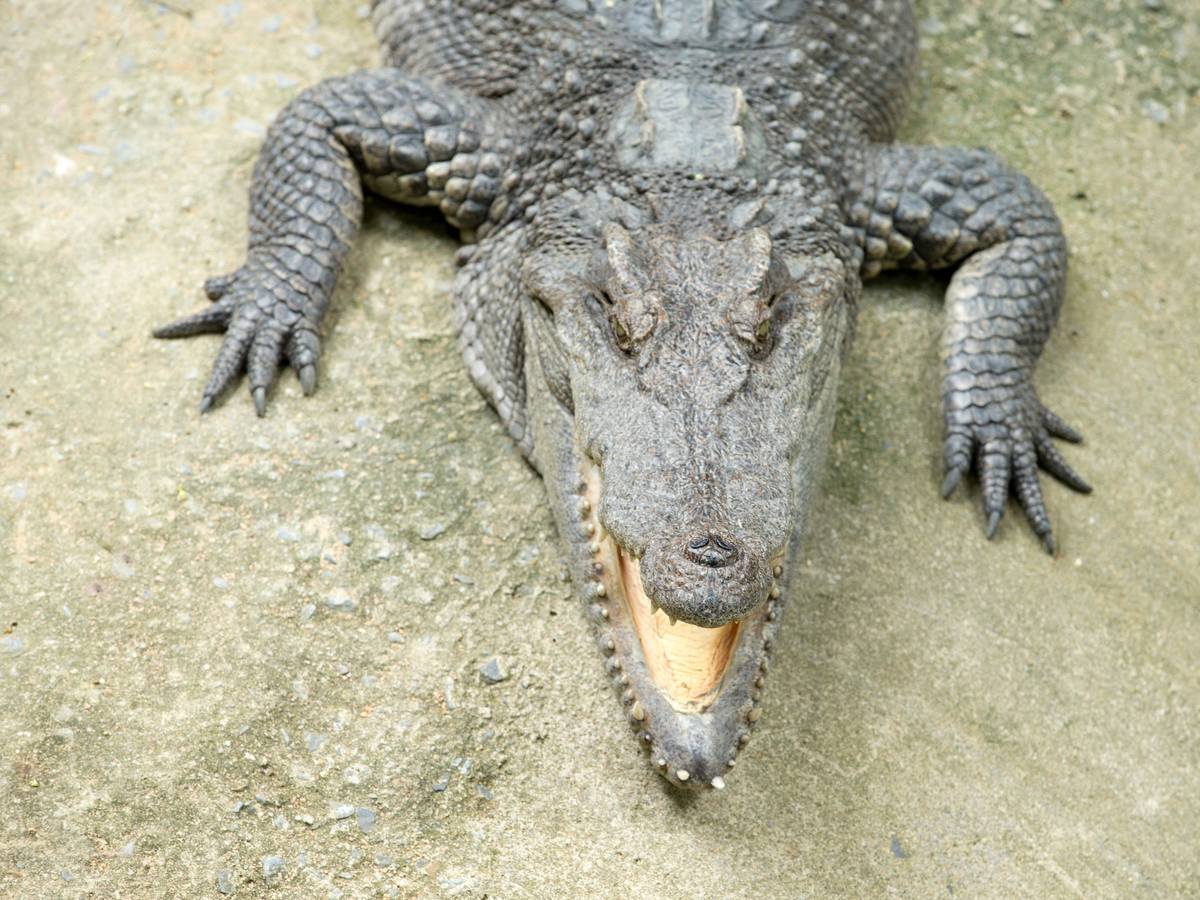 Nahaufnahme Alligator