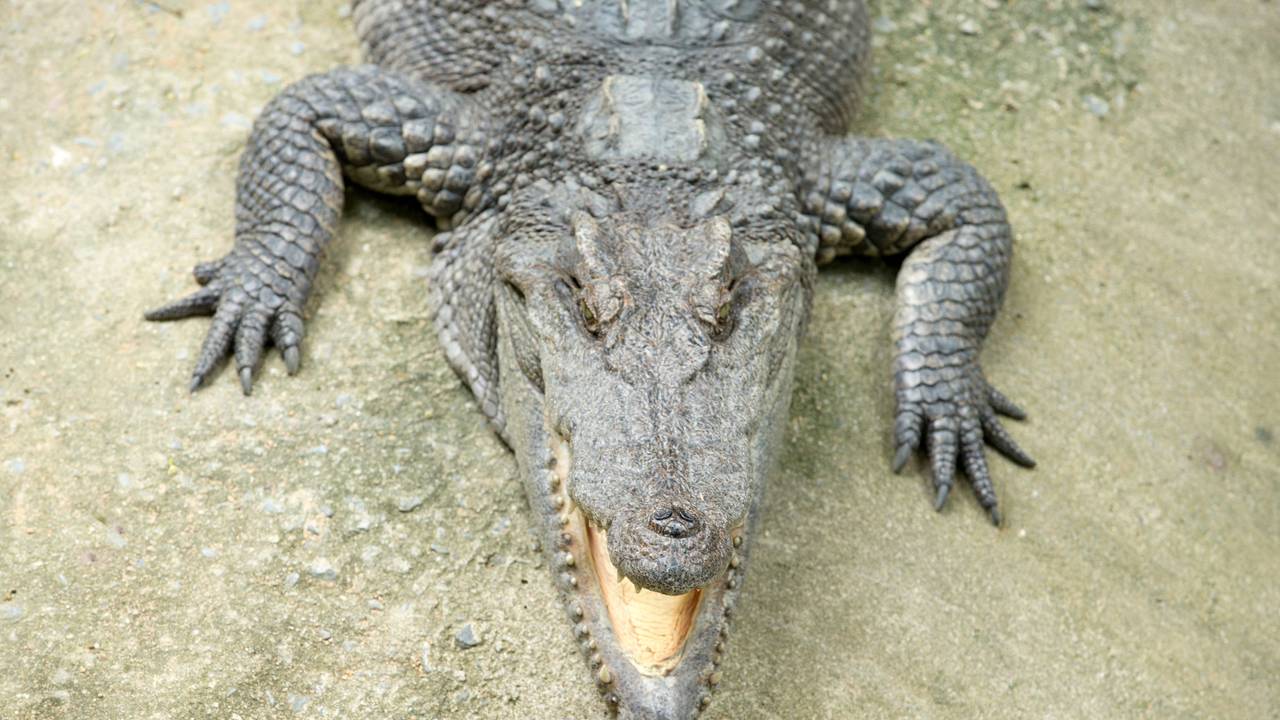 Nahaufnahme Alligator