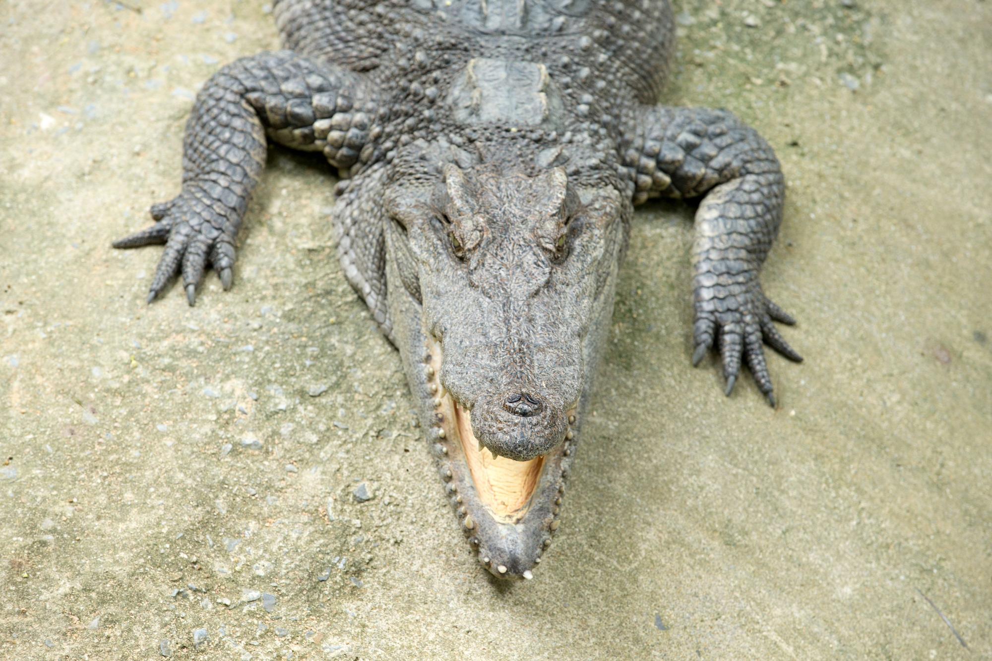 Nahaufnahme Alligator