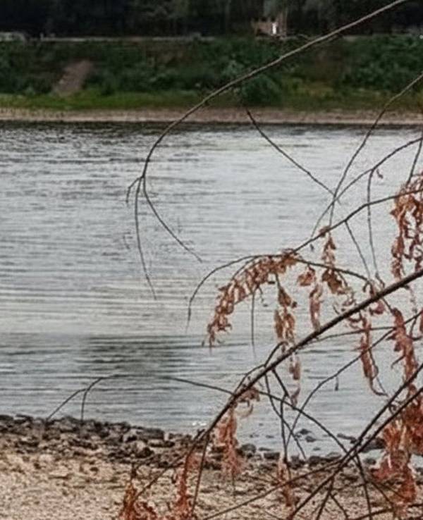 Ein Mann steht bei Niedrigwasser im Rhein in Köln-Niehl. Könnte man durch den Fluss laufen?