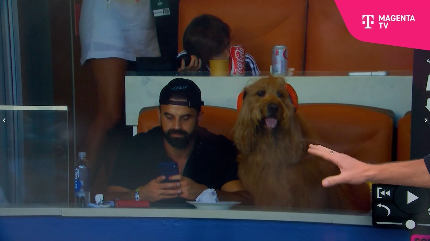Hund Brodie sitzt mit Ohrenschützern auf der Tribüne.