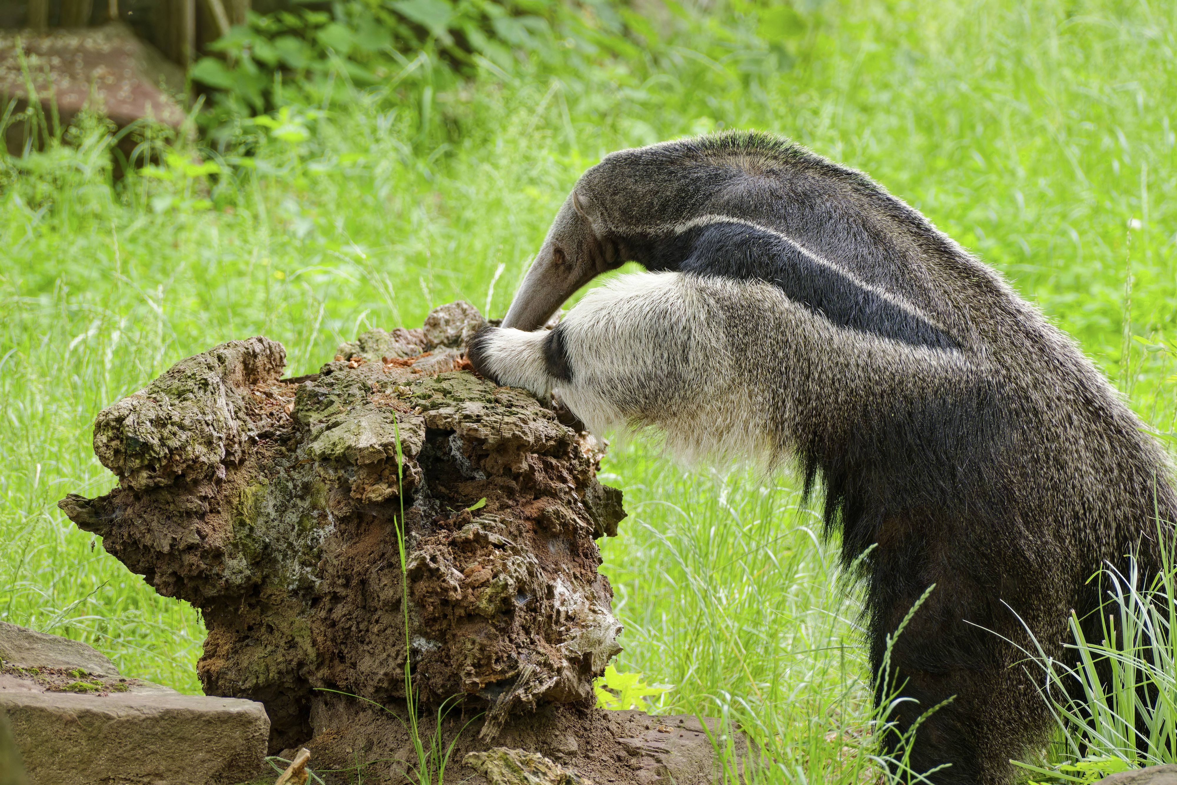 Ein Ameisenbär bei der Suche nach Ameisen