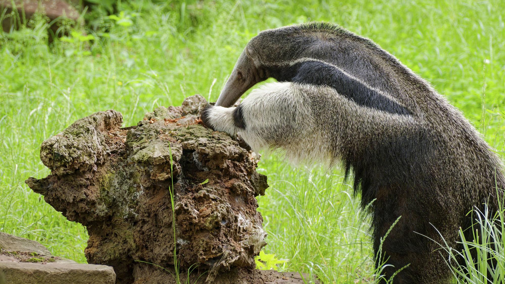 Ein Ameisenbär bei der Suche nach Ameisen