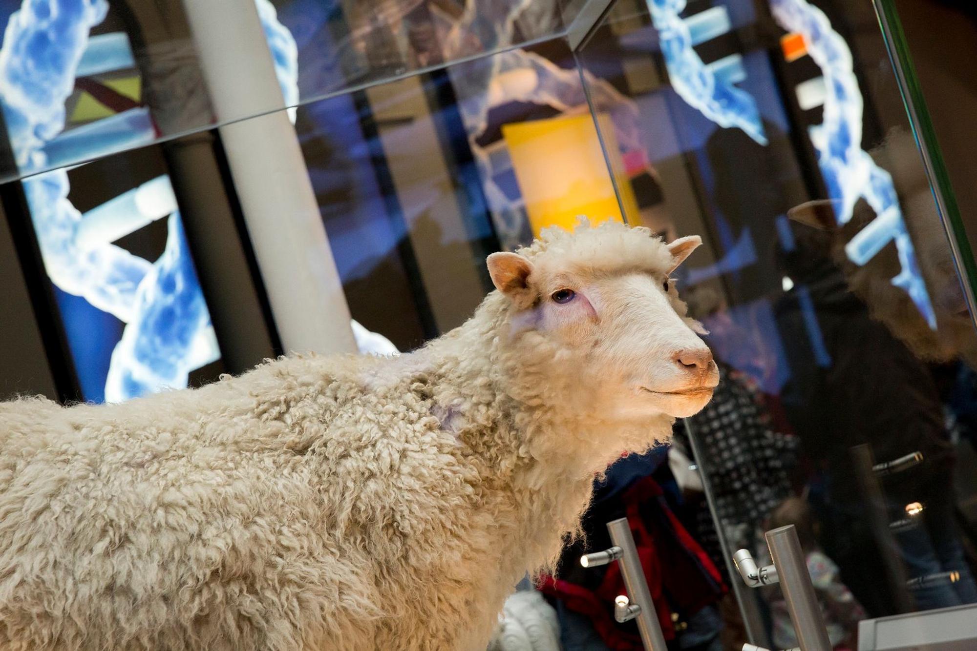 Die ausgestopfte Dolly ist heute im National Museum of Scotland in Edinburgh ausgestellt. (Bild: Ruth Armstrong)