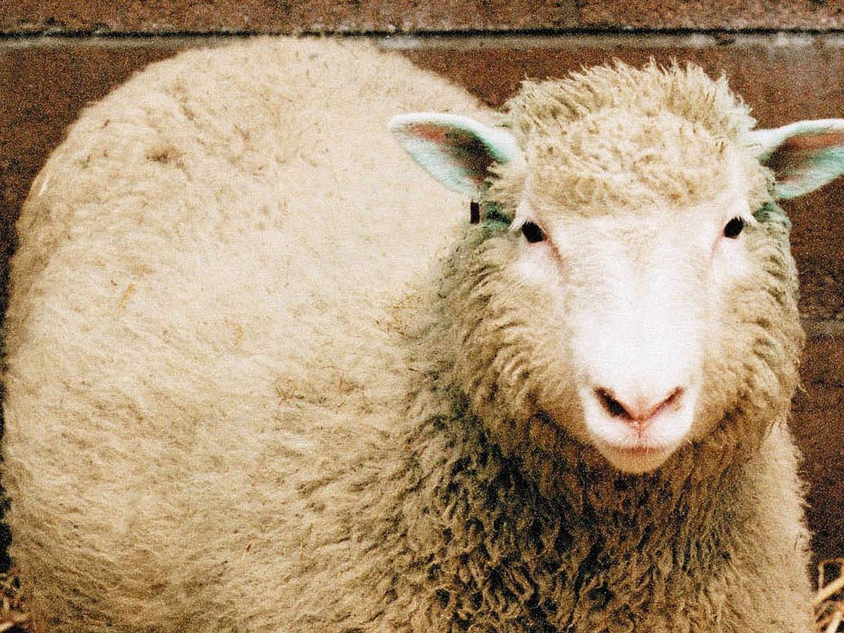 Eine Ikone der Wissenschaft: Das Klonschaf Dolly wurde am 5. Juli 1996 geboren. Sie starb als sechsfache Mutter viel zu früh, mit sechs Jahren wurde Dolly in Folge einer Lungenentzündung eingeschläfert. (Bild: 2003 Getty Images/Getty Images)