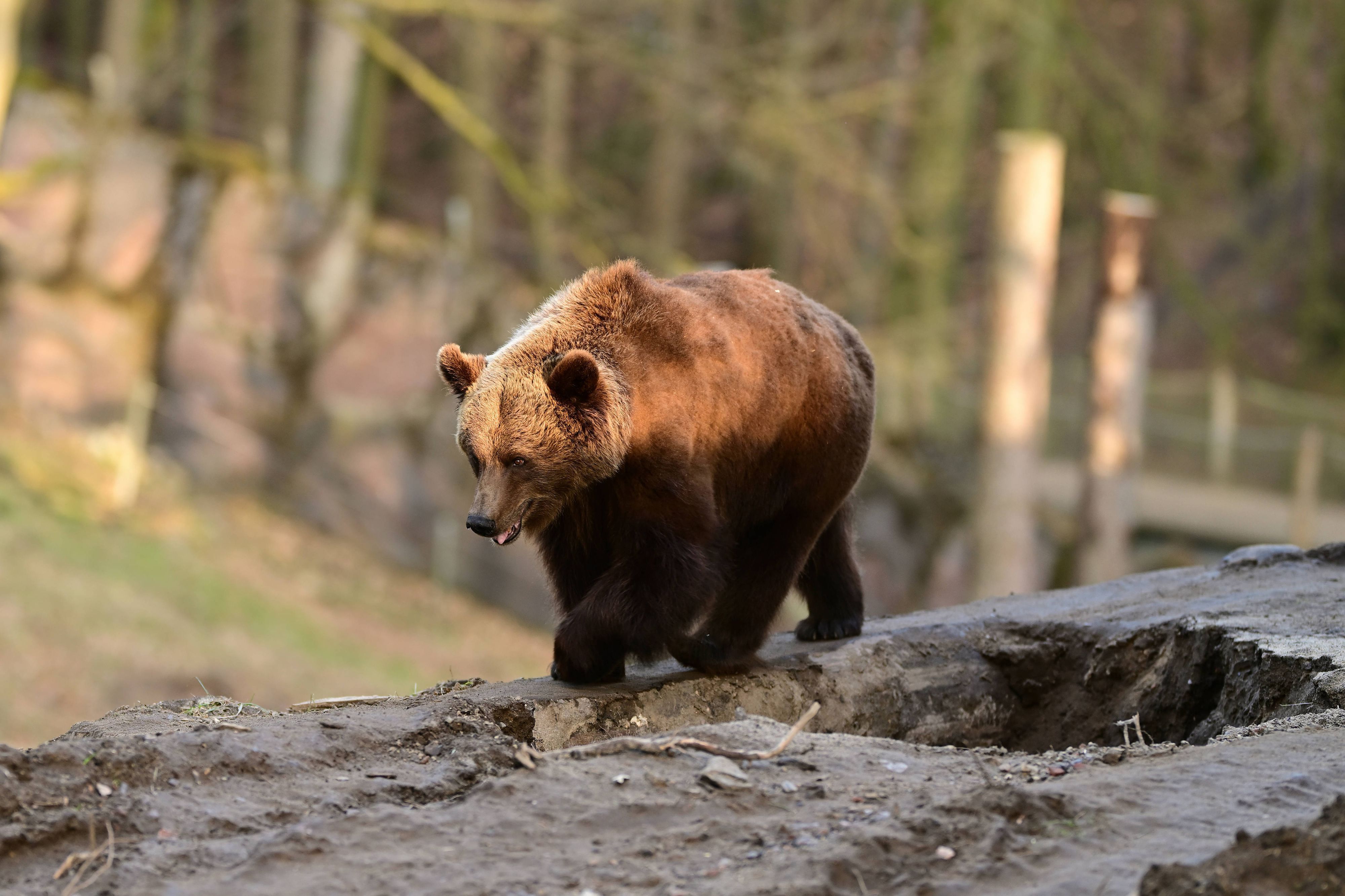 Braunbär auf Berg.