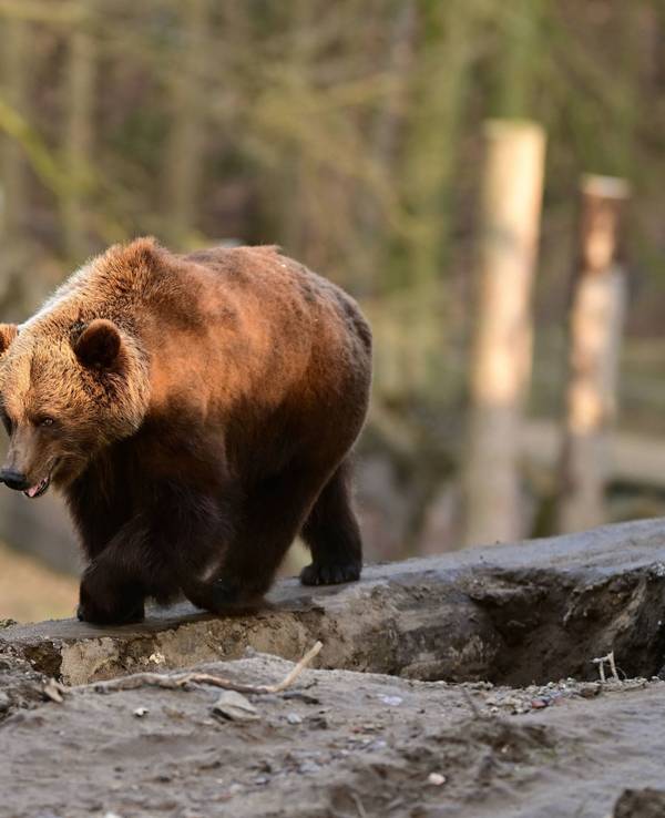 Braunbär auf Berg.