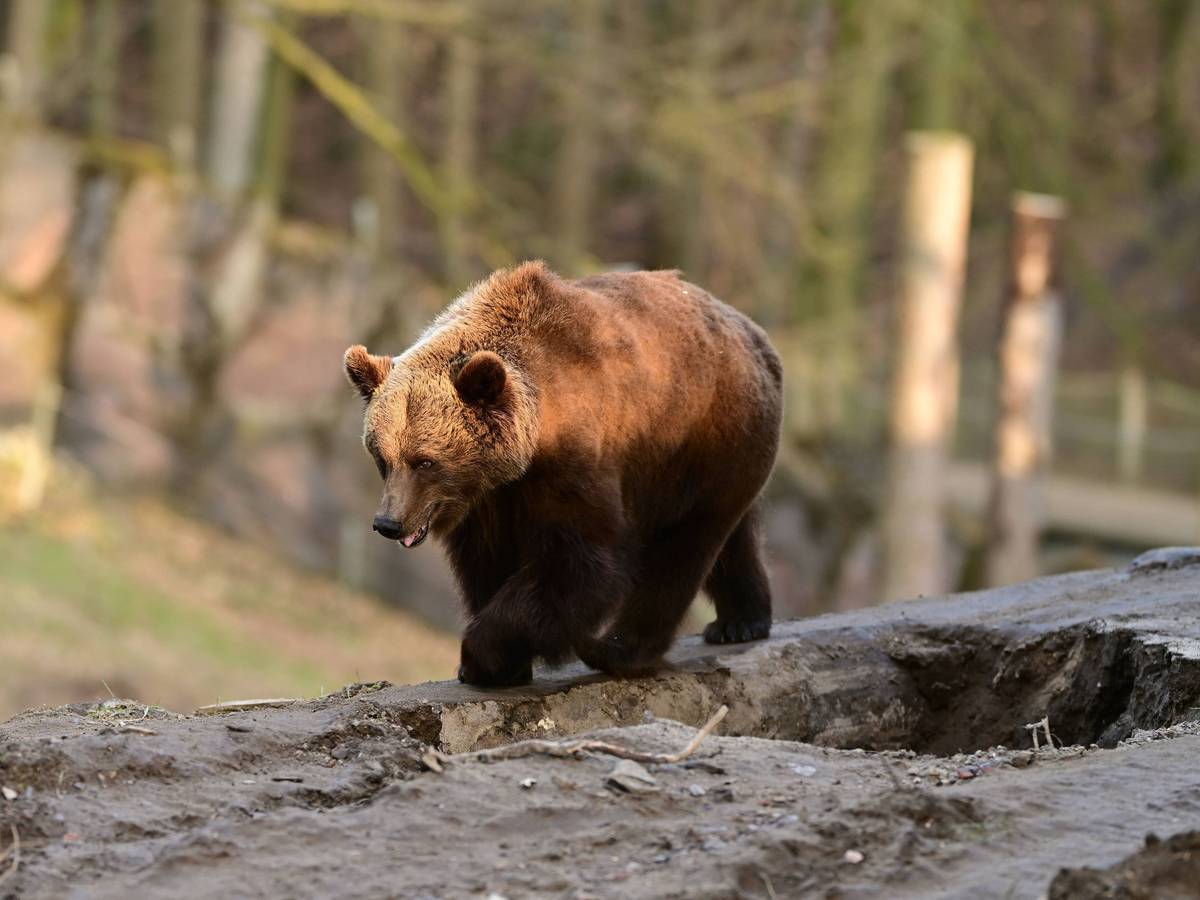 Braunbär auf Berg.