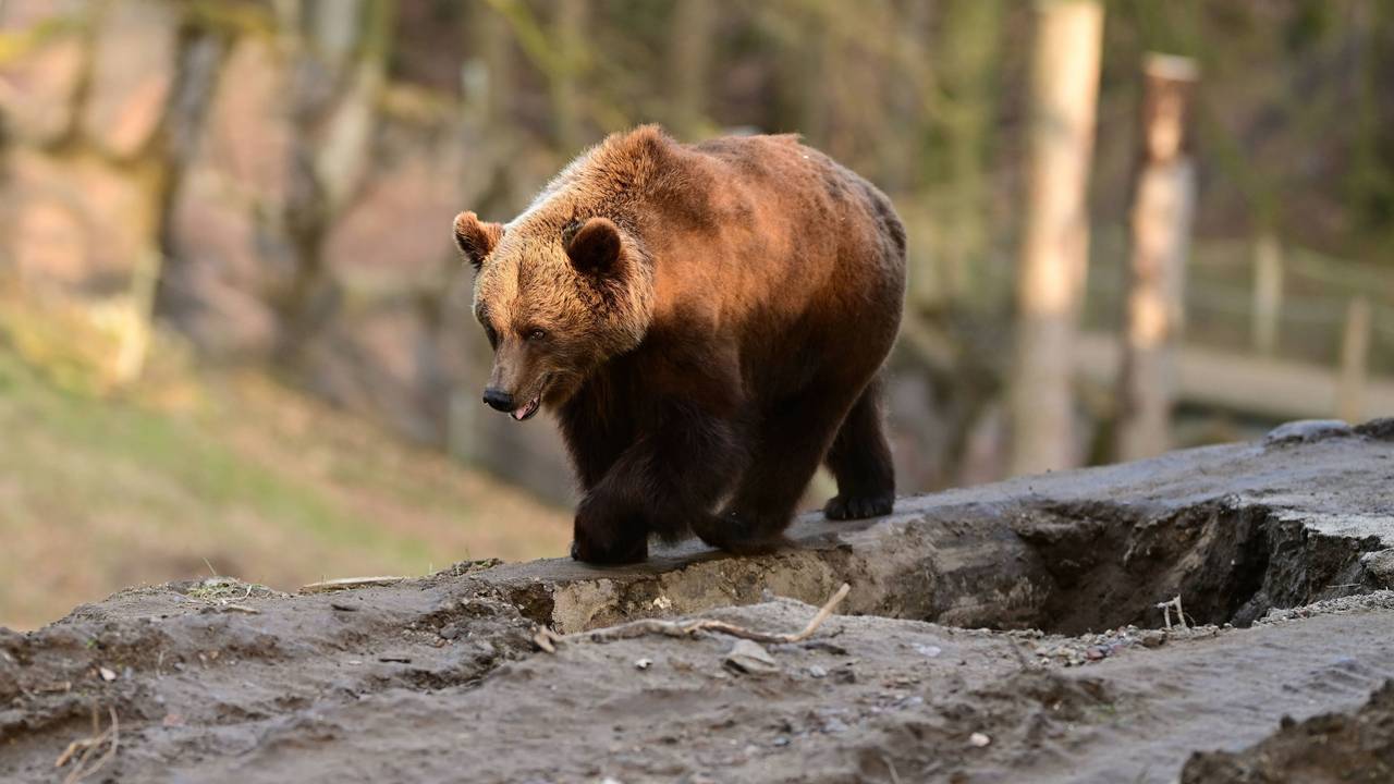 Braunbär auf Berg.
