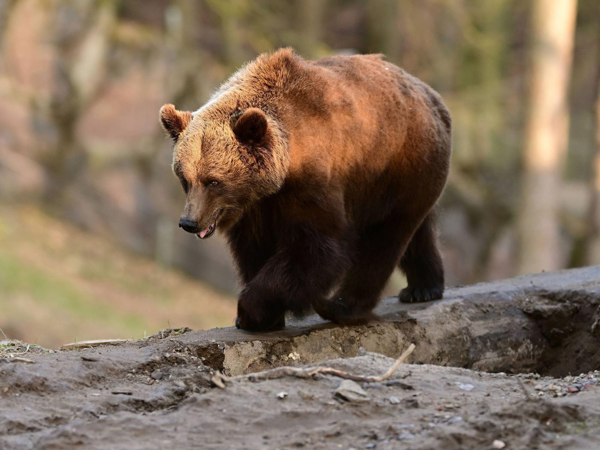 Braunbär auf Berg.