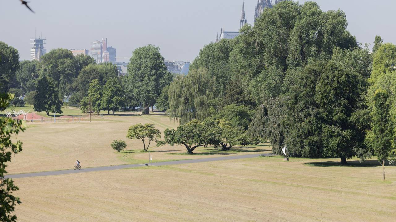 Ein einsamer Radfahrer fährt durch den ausgetrockneten Rheinpark.