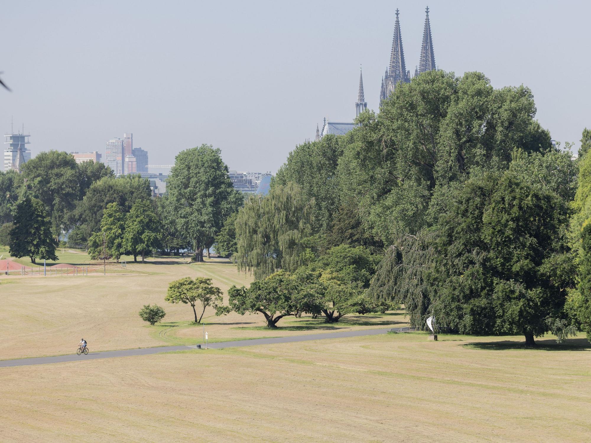 Ein einsamer Radfahrer fährt durch den ausgetrockneten Rheinpark.