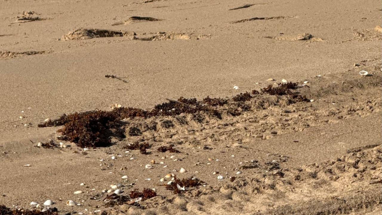 Diese glänzenden Kugeln wurden im australischen Bundesstaat Queensland an Land gespült.
