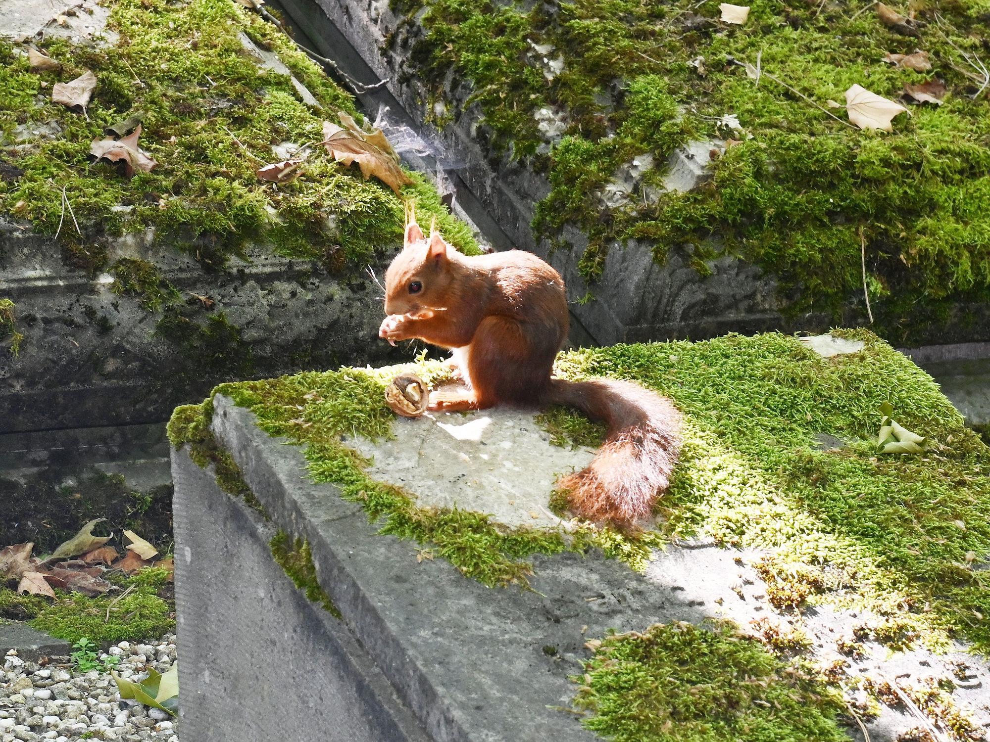 Grabstätte der Familie von Wittgenstein auf dem Kölner Friedhof Melaten