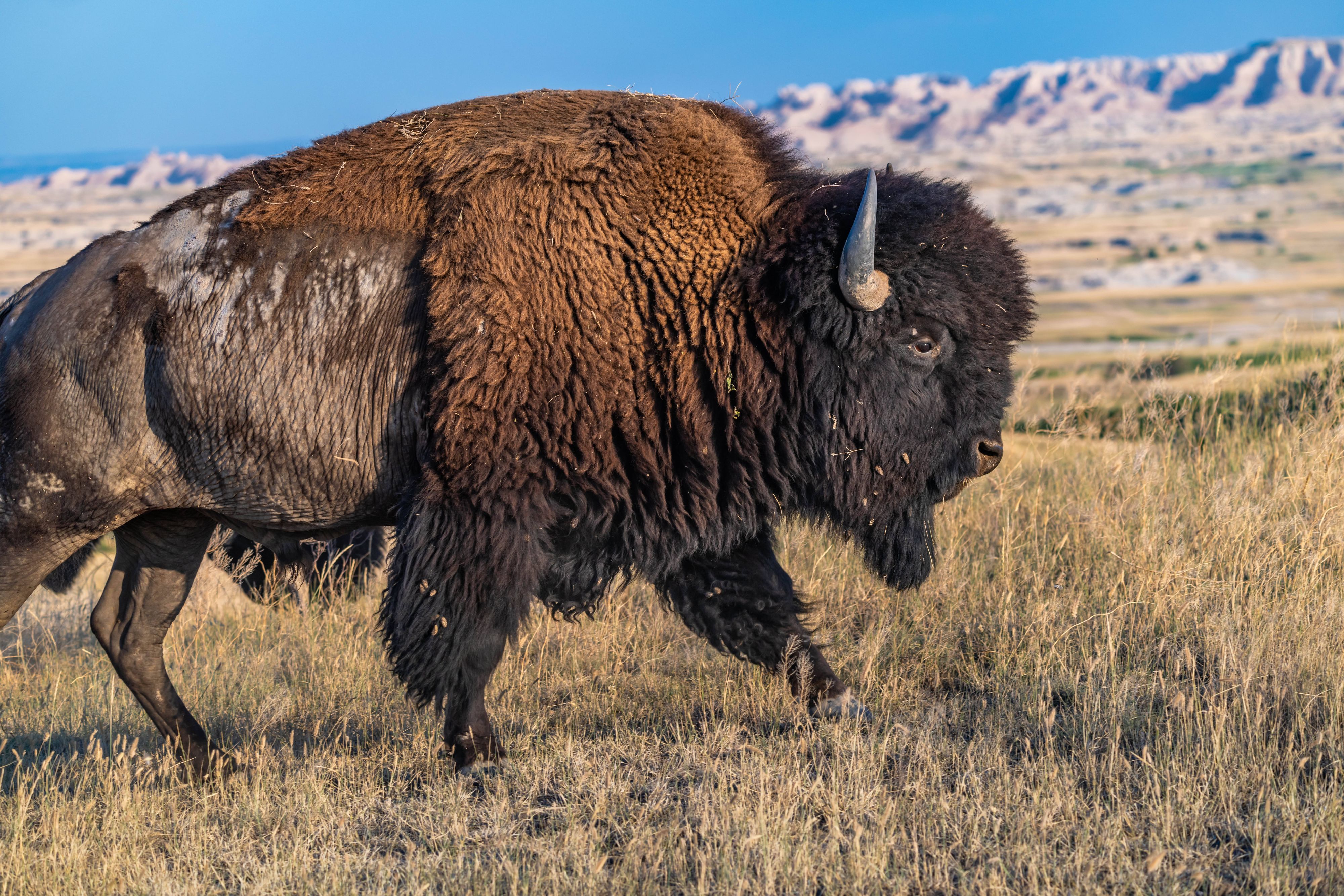 Ein Bison in freier Wildbahn.