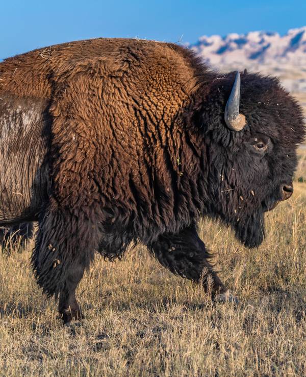 Ein Bison in freier Wildbahn.