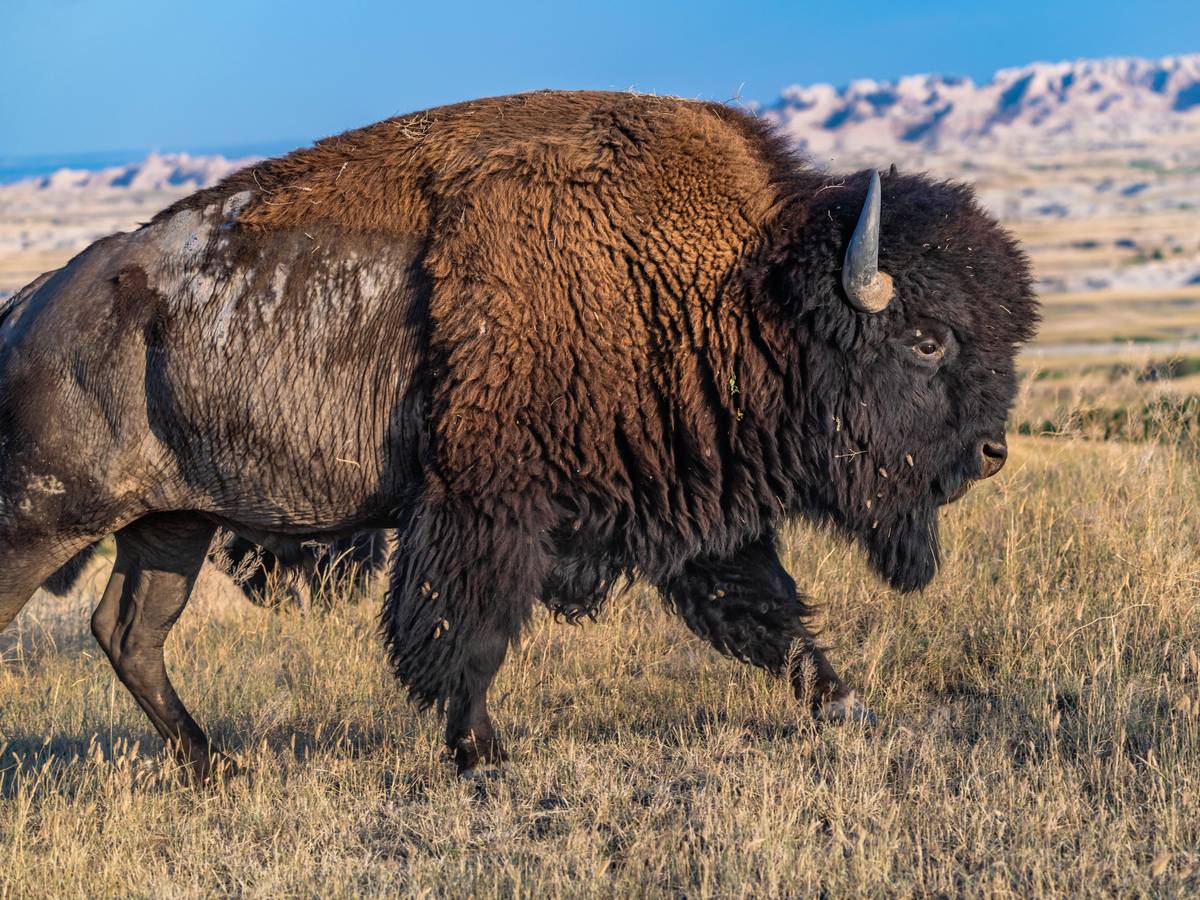 Ein Bison in freier Wildbahn.