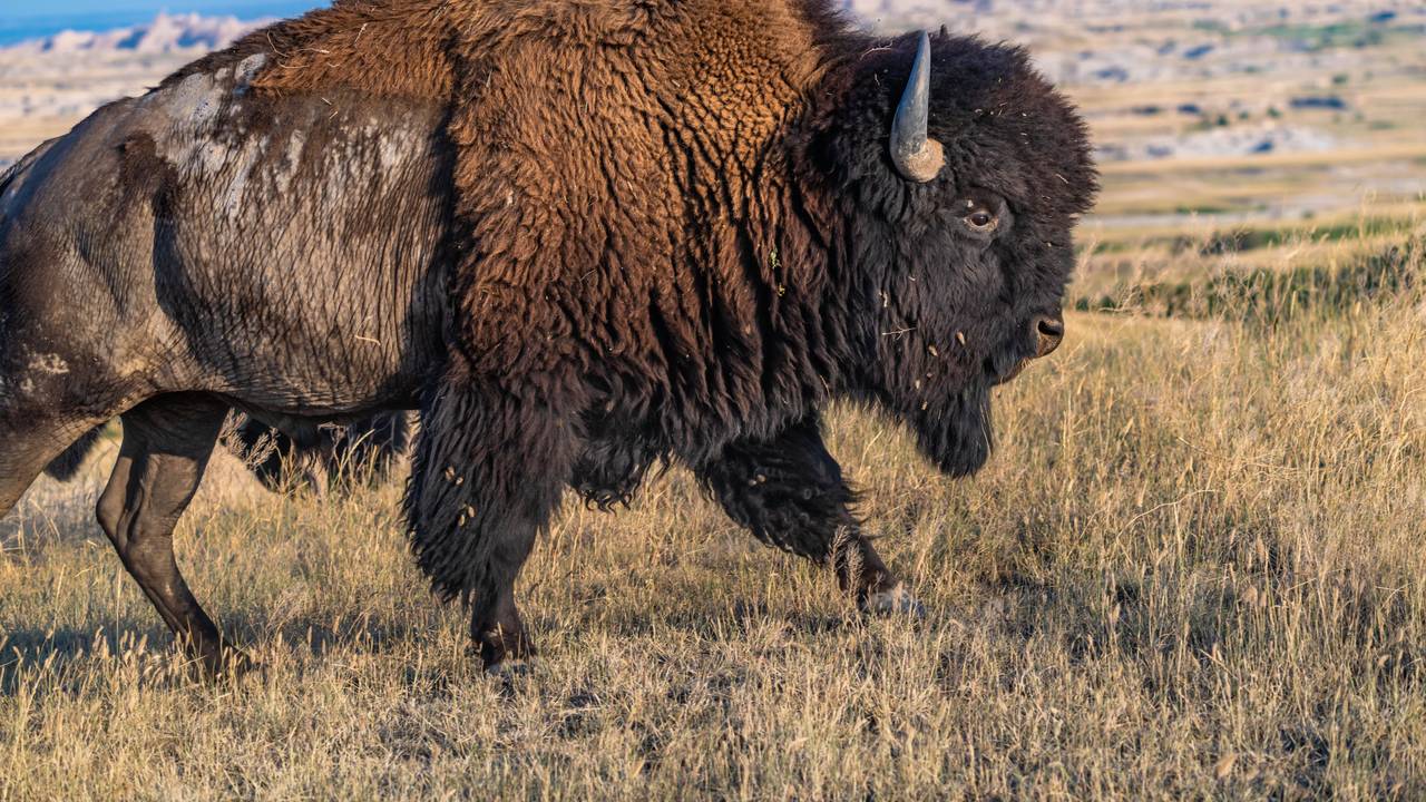 Ein Bison in freier Wildbahn.