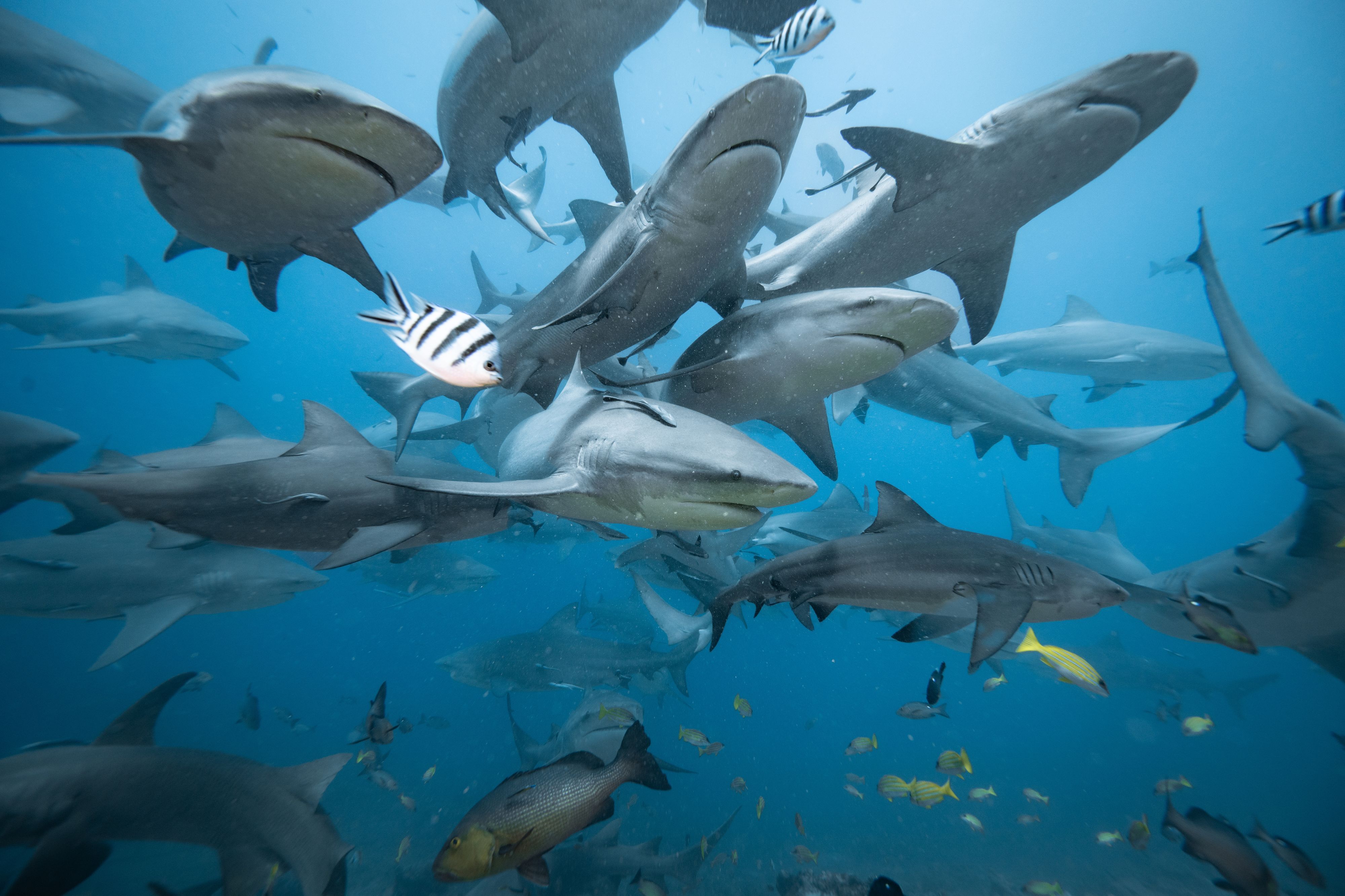 Haie schwimen vor Fiji im Meer