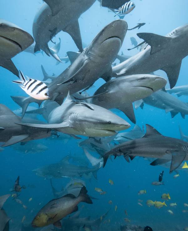 Haie schwimen vor Fiji im Meer