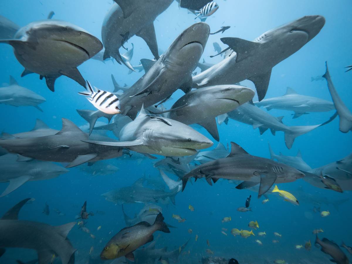 Haie schwimen vor Fiji im Meer