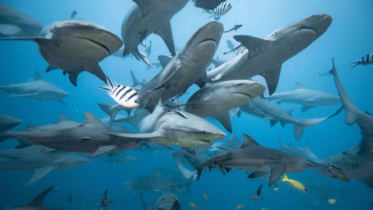 Haie schwimen vor Fiji im Meer