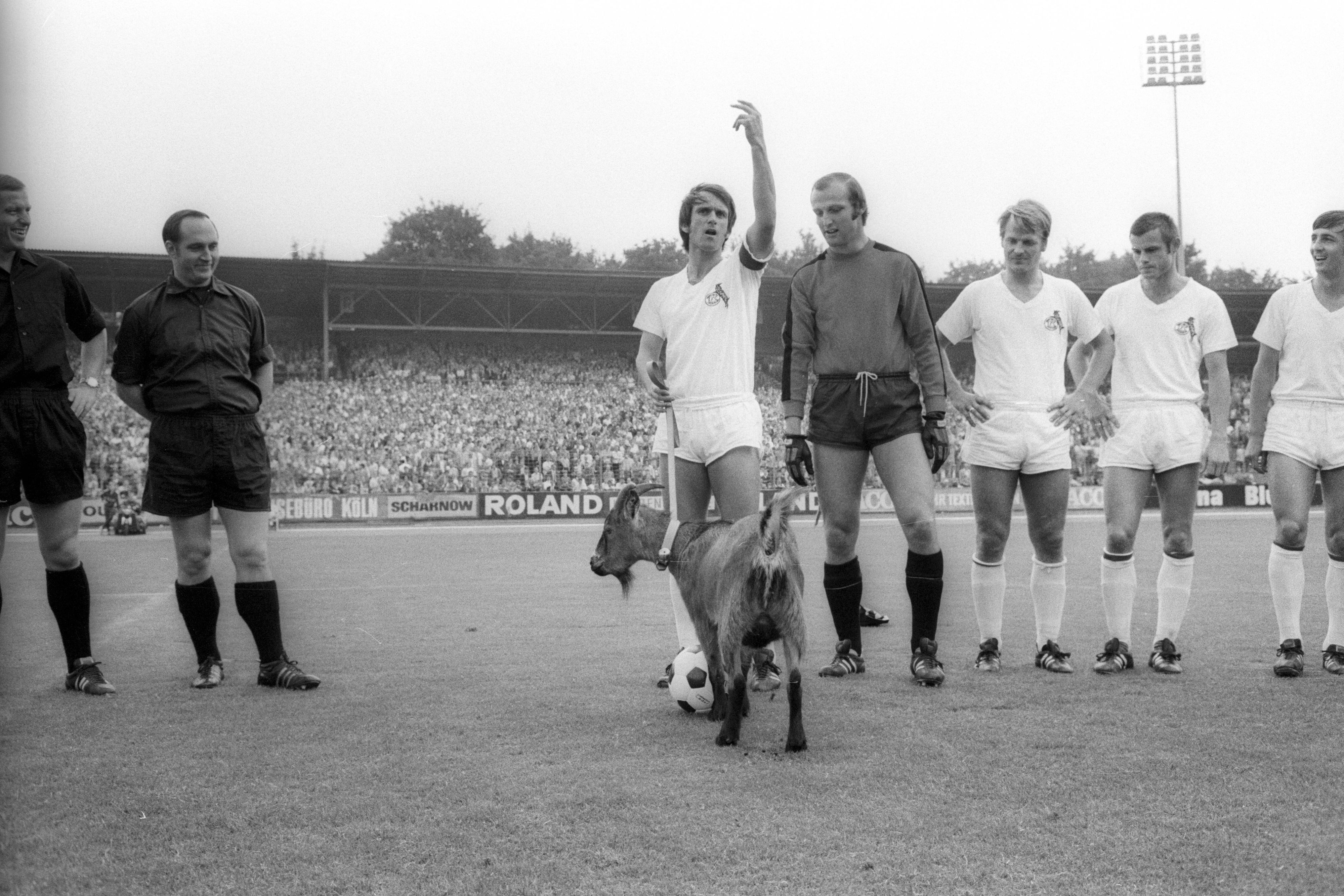 Wolfgang Overath hat Hennes an der Leine, Torwart Manfred Manglitz schaut den Geißbock an.