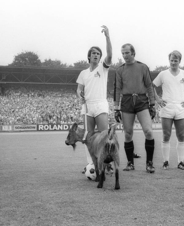 Wolfgang Overath hat Hennes an der Leine, Torwart Manfred Manglitz schaut den Geißbock an.