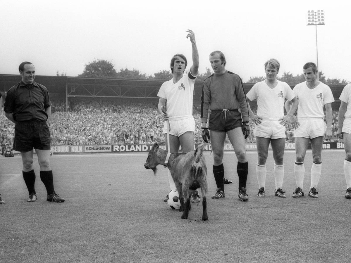 Wolfgang Overath hat Hennes an der Leine, Torwart Manfred Manglitz schaut den Geißbock an.