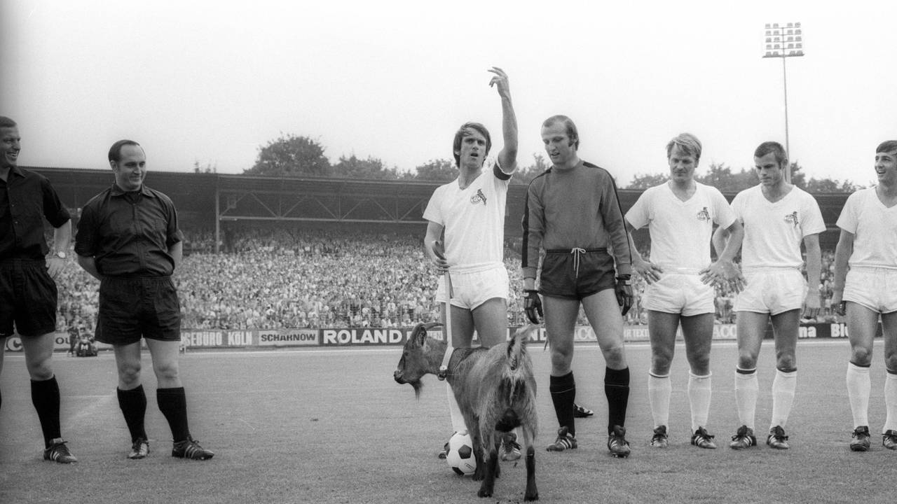 Wolfgang Overath hat Hennes an der Leine, Torwart Manfred Manglitz schaut den Geißbock an.