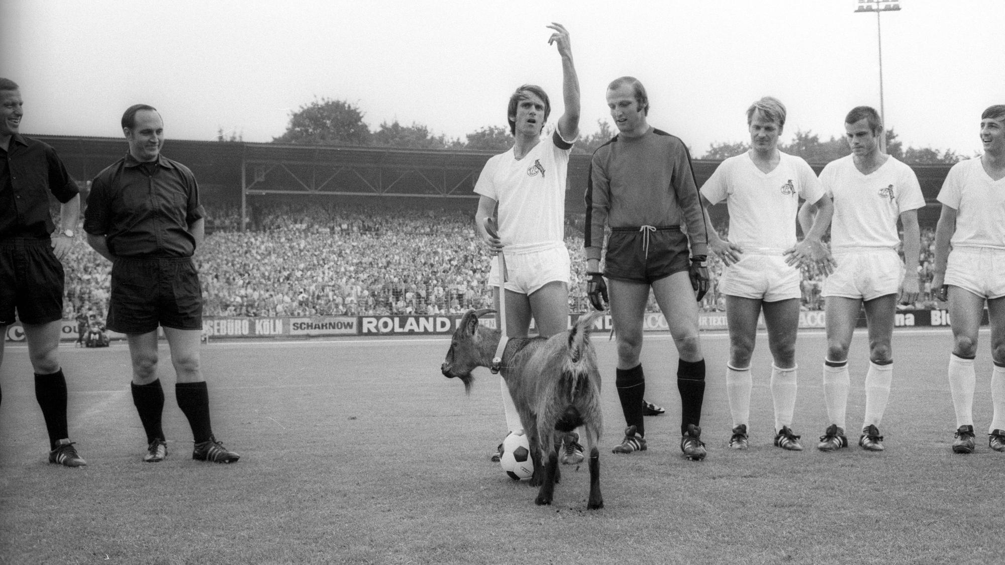 Wolfgang Overath hat Hennes an der Leine, Torwart Manfred Manglitz schaut den Geißbock an.
