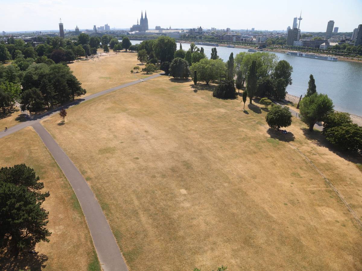 Bei bis zu 37 Grad wird enorme Trockenheit befürchtet. Der Rhein verliert Wasser und die Parks werden gelblicher.