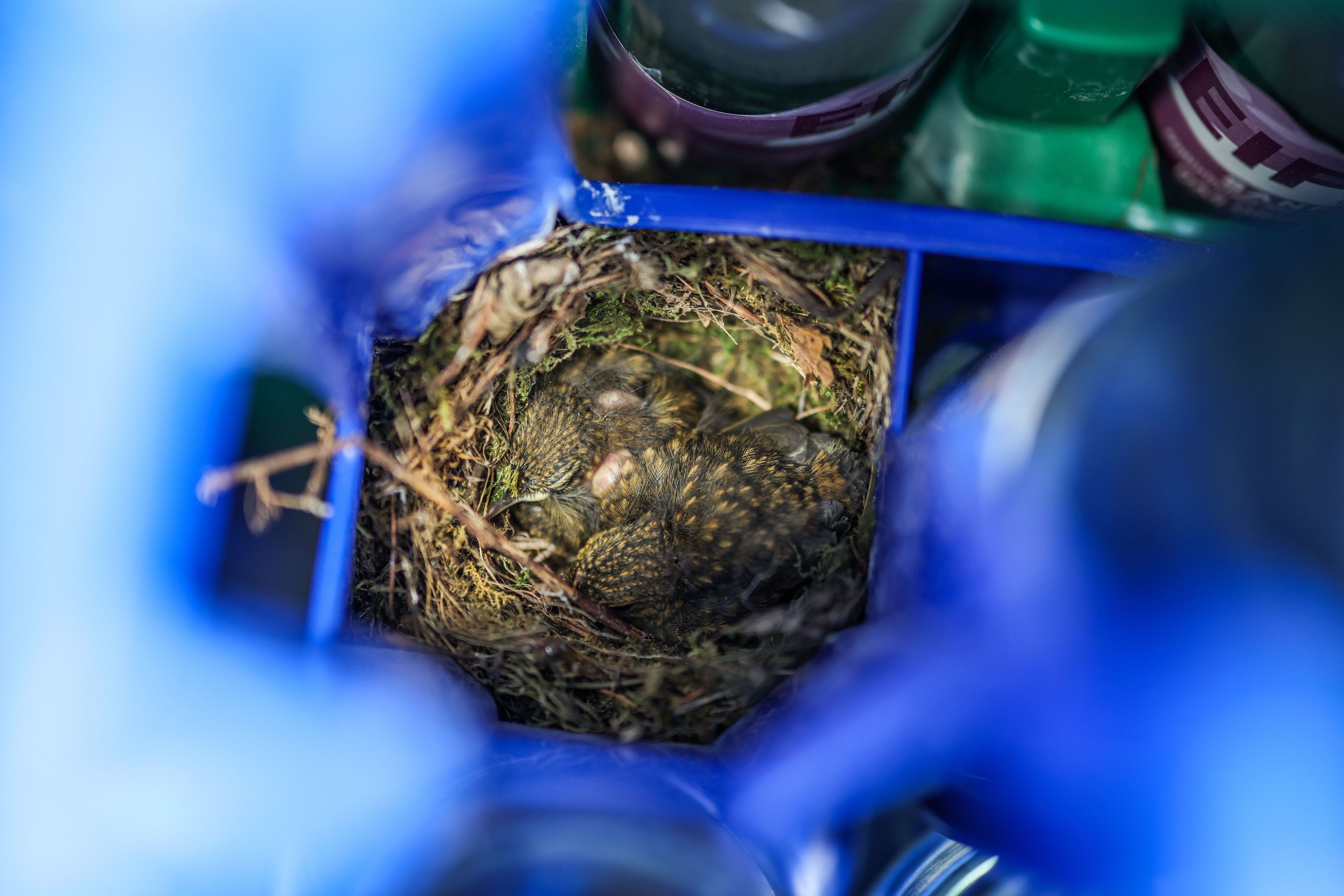 Die drei geschlüpften Rotkehlchen-Jungtiere hocken in ihrem kleinen Nest in einem Wasserkasten.