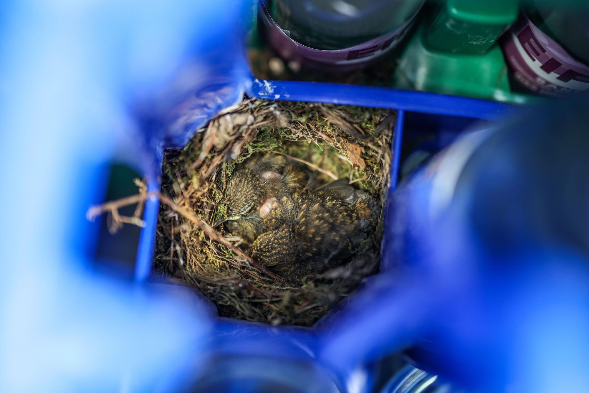 Die drei geschlüpften Rotkehlchen-Jungtiere hocken in ihrem kleinen Nest in einem Wasserkasten.