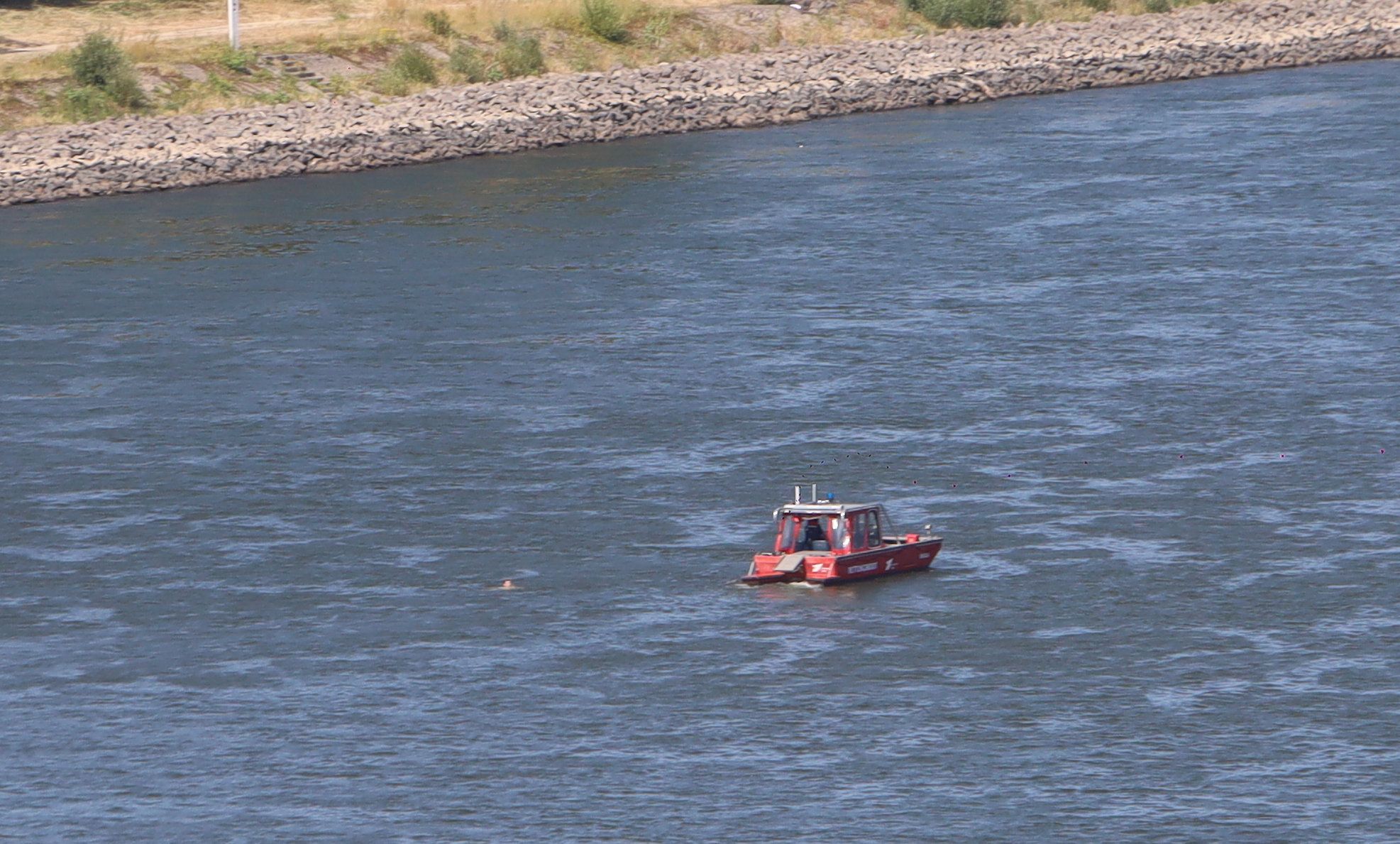 Eine Person schwimmt im Rhein, wenige Meter von einem Boot entfernt.