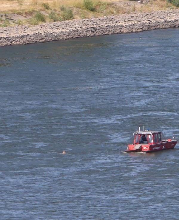 Eine Person schwimmt im Rhein, wenige Meter von einem Boot entfernt.