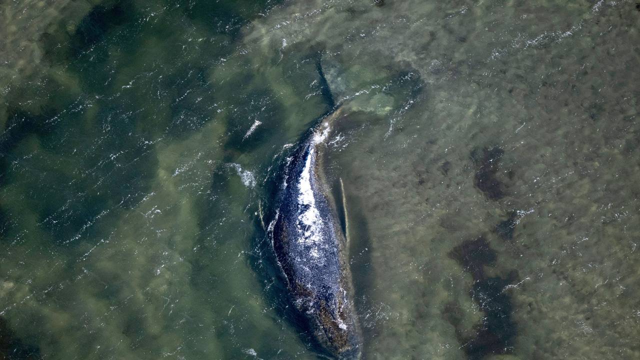 Der Wal liegt in einer freigespülten Kuhle vor der Insel Poel (Aufnahme aus einem Flugzeug).