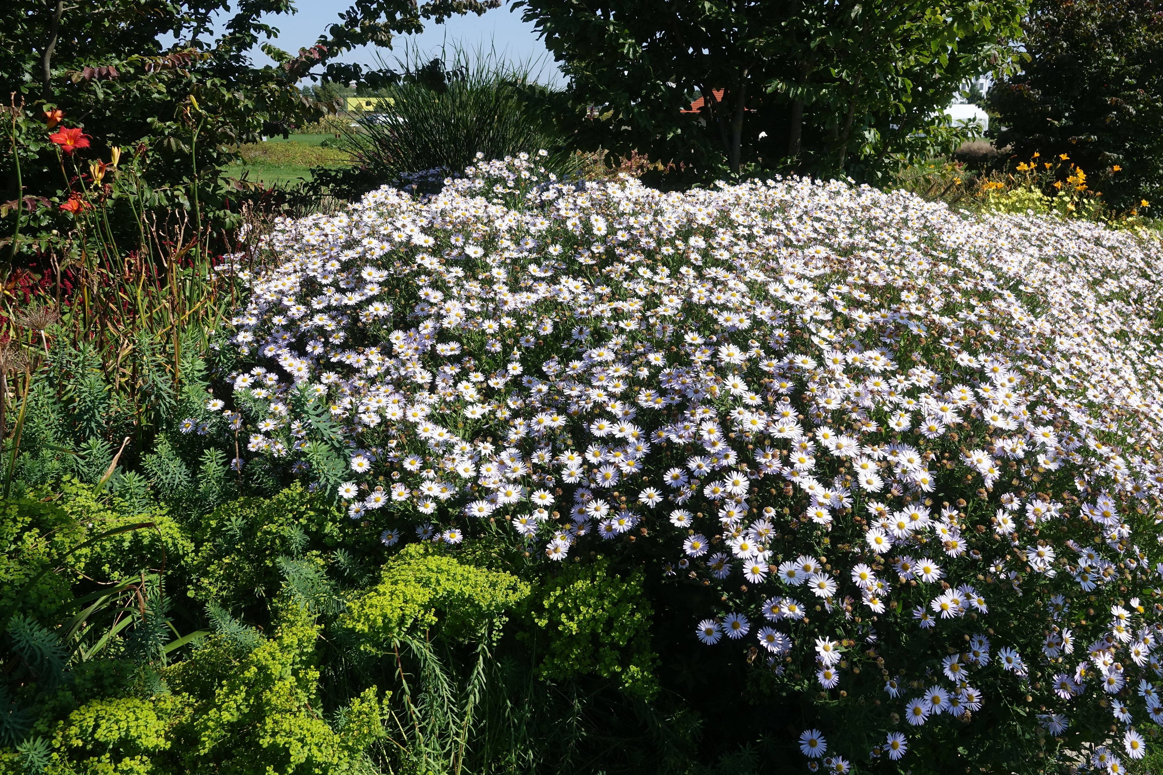 Üppige Blumenpracht mit weißen Blüten