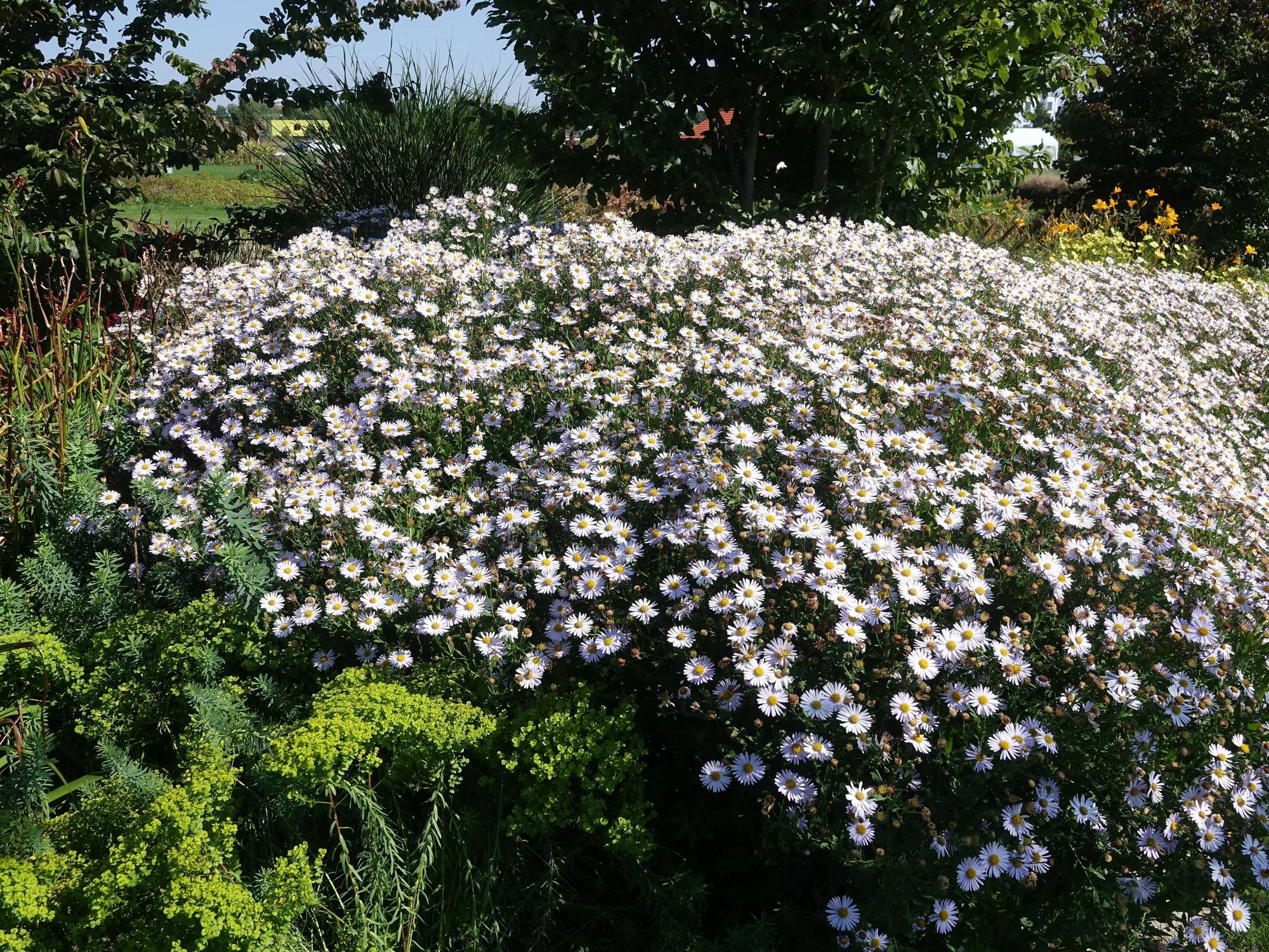 Üppige Blumenpracht mit weißen Blüten