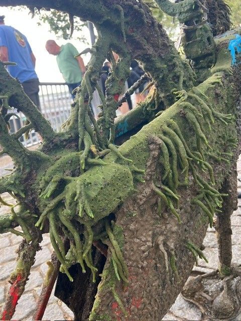 Auch mehrere Fahrräder wurden von Krake aus dem Rhein gefischt.