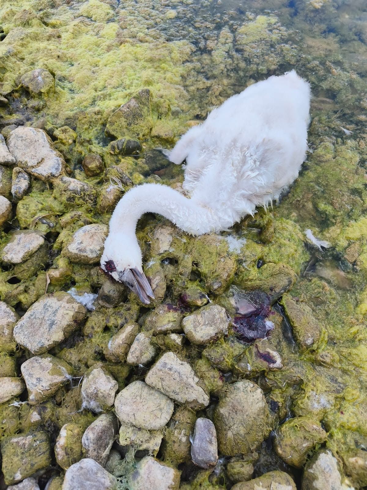 Ein junger Schwan liegt am Rande eines Sees.