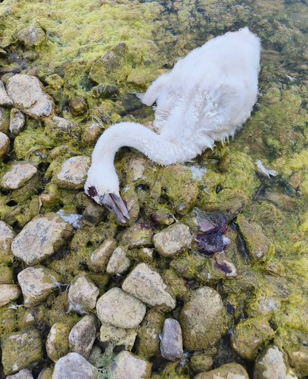 Ein junger Schwan liegt am Ufer eines Sees.