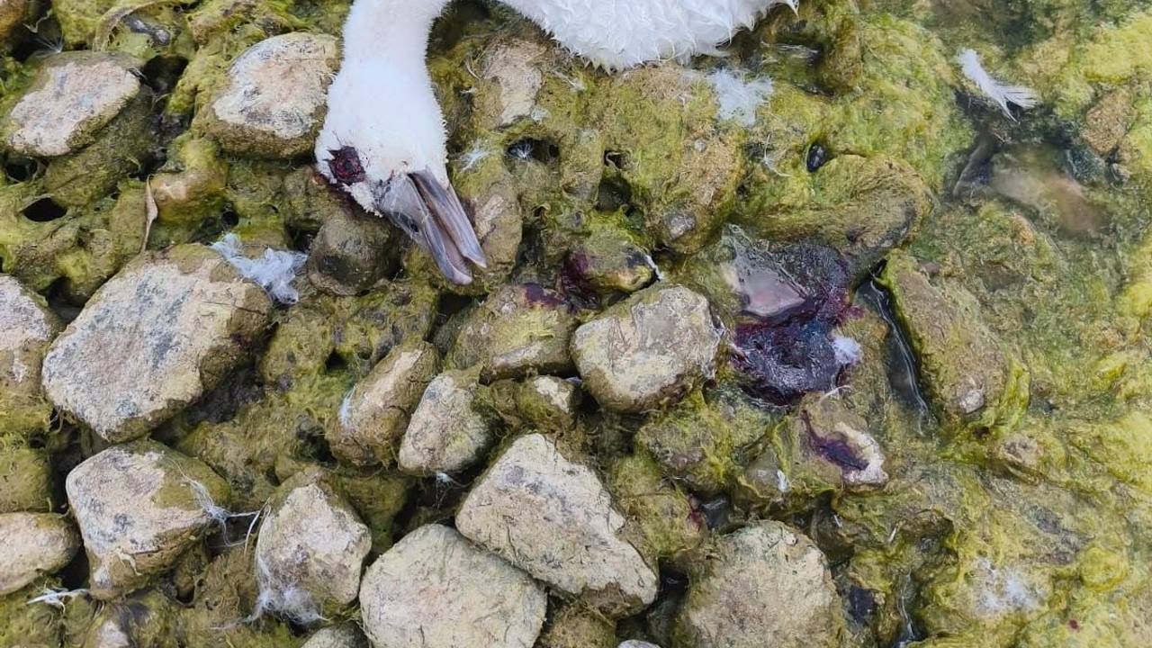 Ein junger Schwan liegt am Ufer eines Sees.