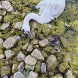 Ein junger Schwan liegt am Seeufer.