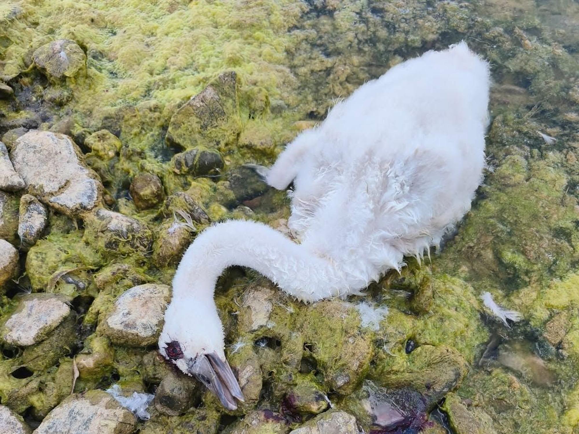 Ein junger Schwan liegt am Seeufer.