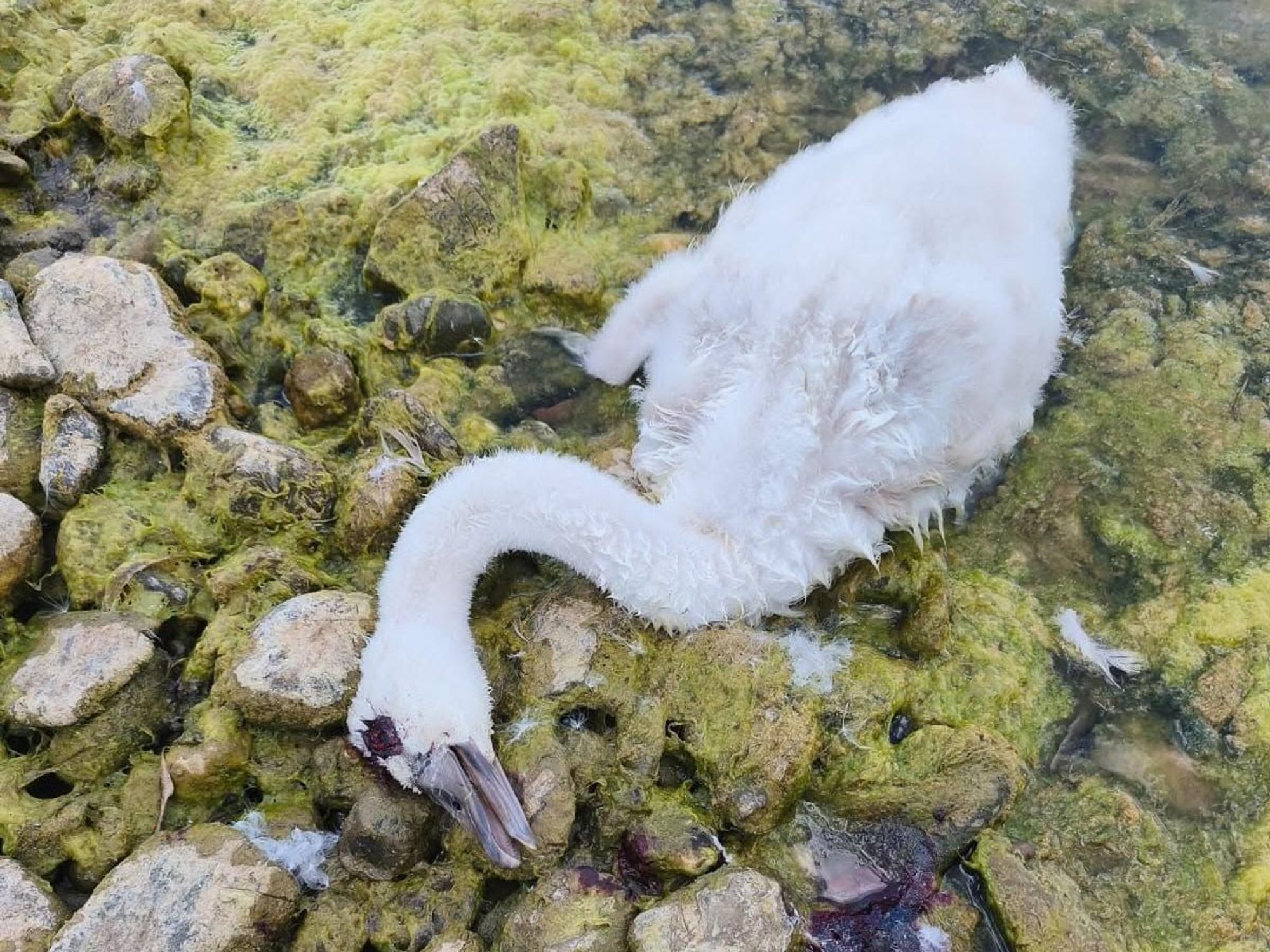 Ein junger Schwan liegt am Rande eines Sees.