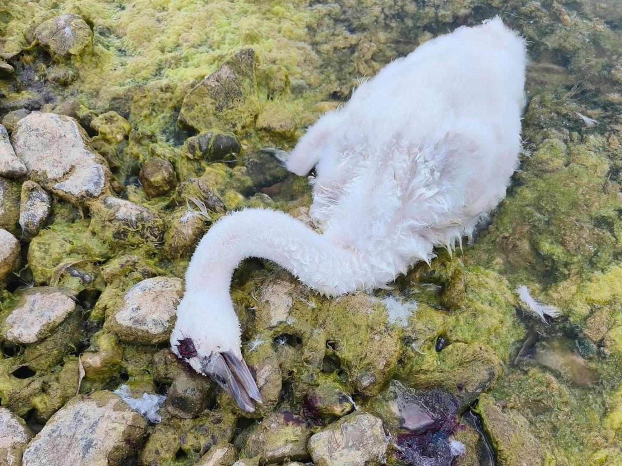 Ein junger Schwan liegt am Ufer eines Sees.