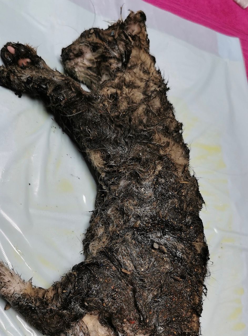 Dieses Katzenbaby wurde über und über mit Klebstoff verschmiert aufgefunden.