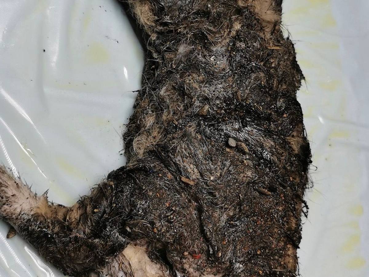 Dieses Katzenbaby wurde über und über mit Klebstoff verschmiert aufgefunden.